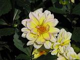 Dahlia D Yellow White